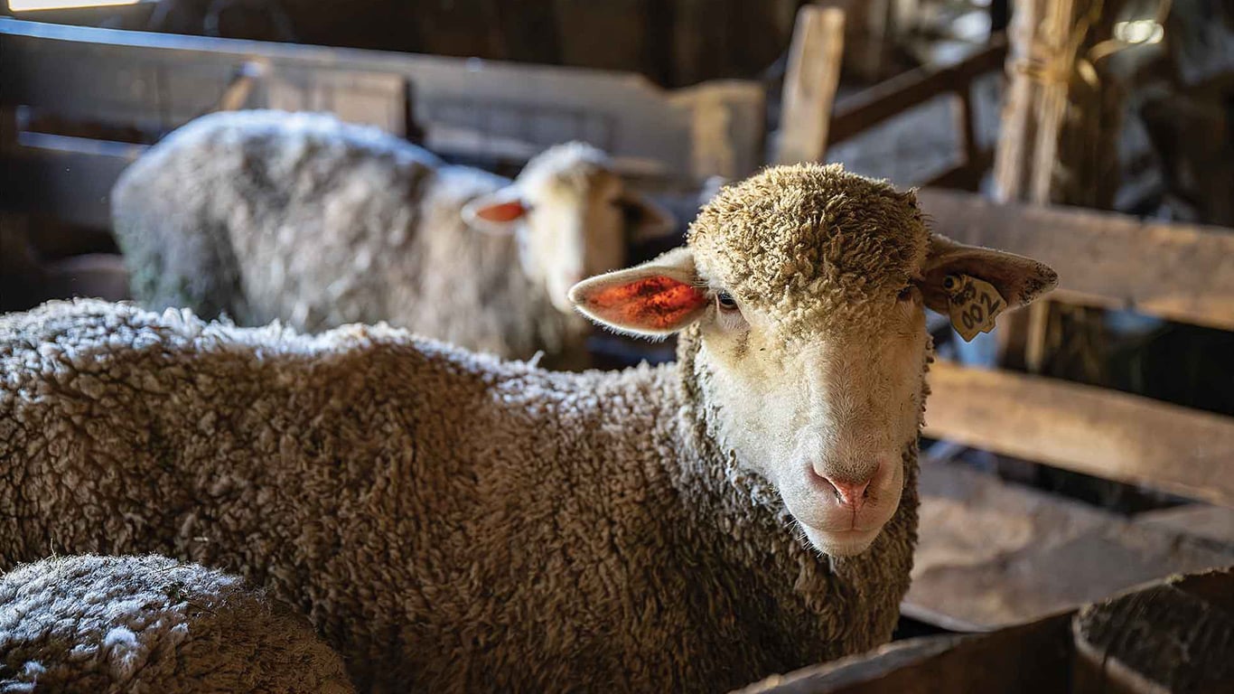 Sheep standing in a wooden barn stall, facing the camera, with other sheep blurred in background.
