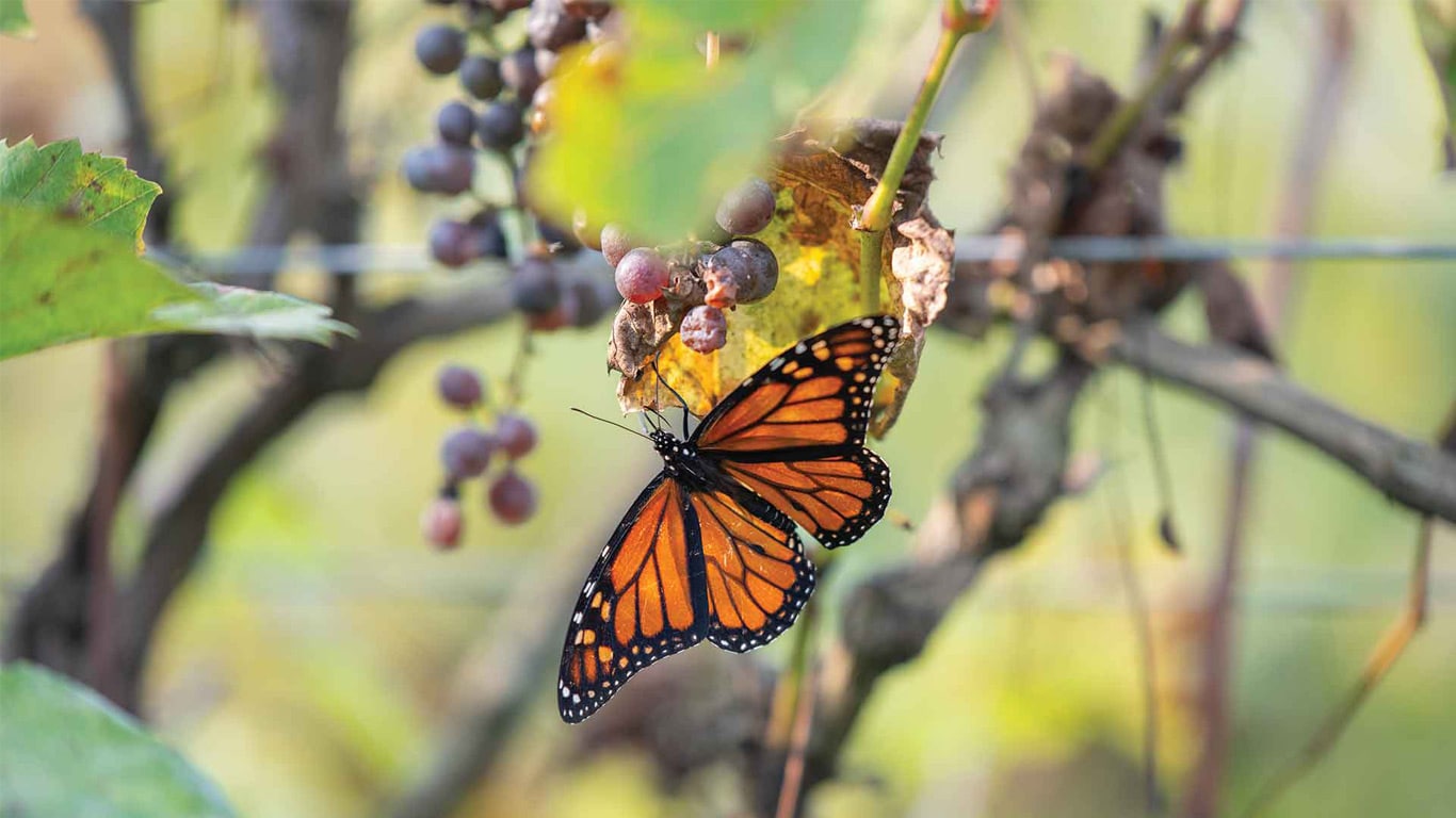 Monarch butterfly resting on a cluster of purple grapes hanging from a vine.