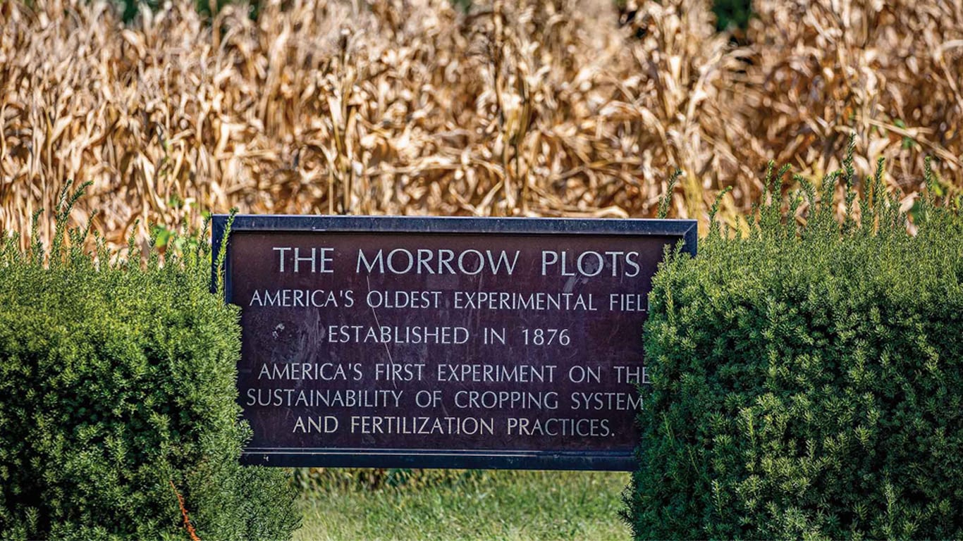 Une pancarte en m&eacute;tal indiquant &laquo; The Morrow Plots &raquo; se trouve entre les arbustes avec des plants de ma&iuml;s s&eacute;ch&eacute;s en arri&egrave;re-plan.