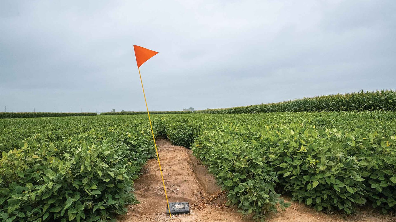 Un chemin de terre passe entre les rangs de cultures denses avec un jalon orange au centre sous un ciel nuageux.
