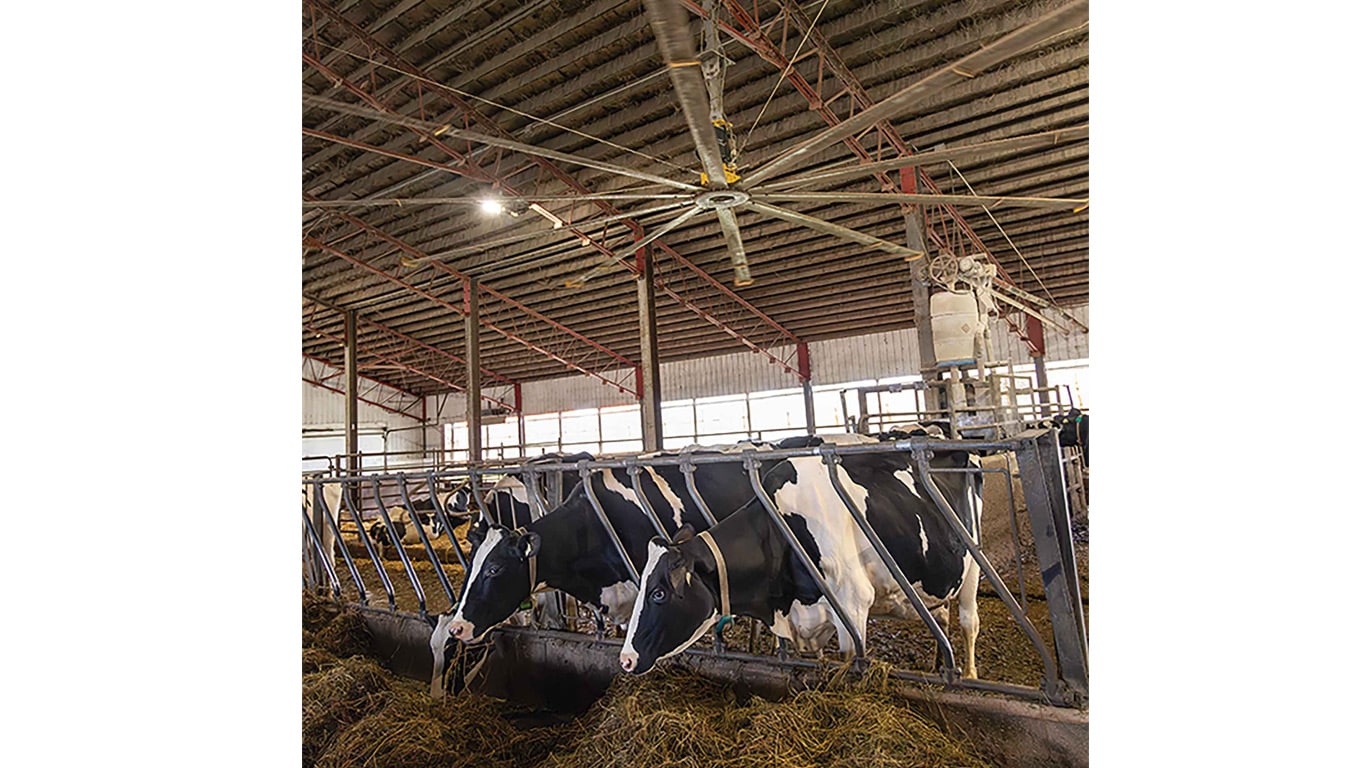 Vaches laitières qui mangent sous un ventilateur dans une grange.