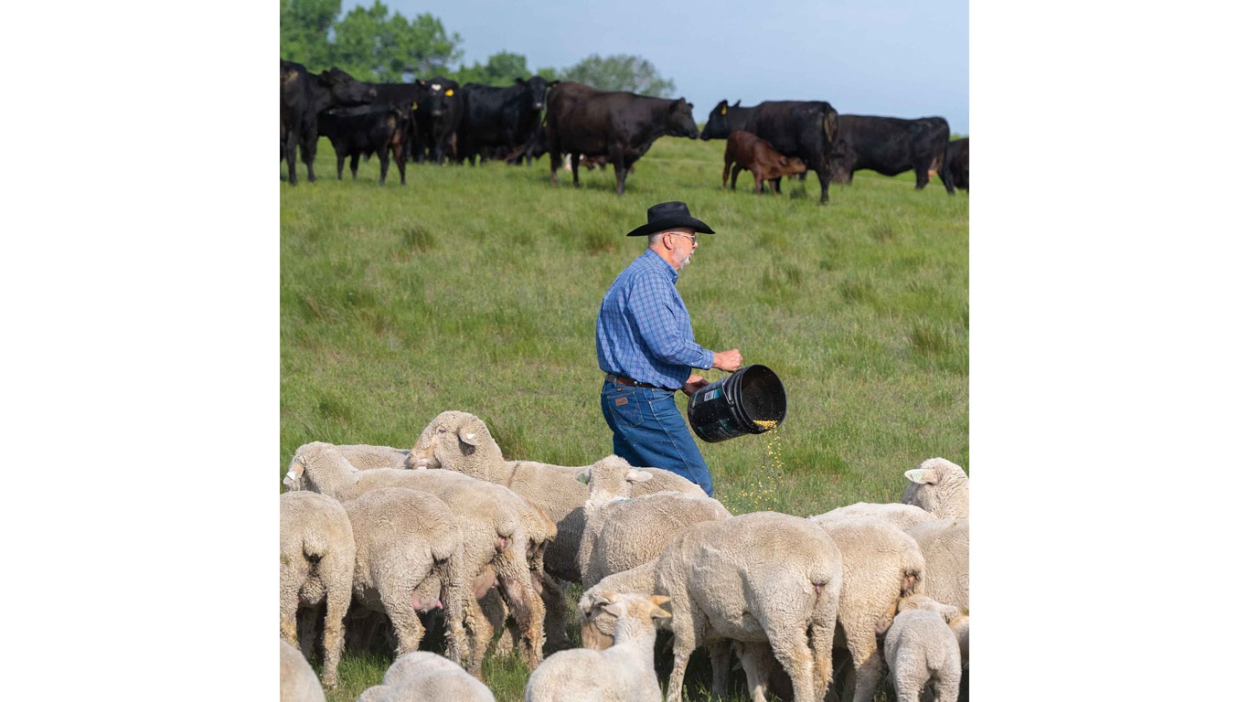 Personne transportant un seau et nourrissant des moutons, avec un grand groupe de vaches dans un champ herbeux.
