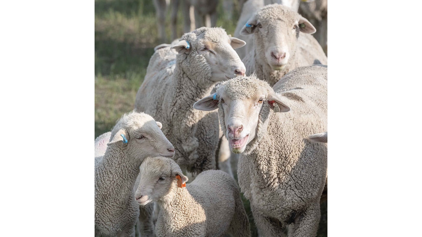 Main qui tient un téléphone montrant la carte numérique d'un pâturage et des données sur le pacage.