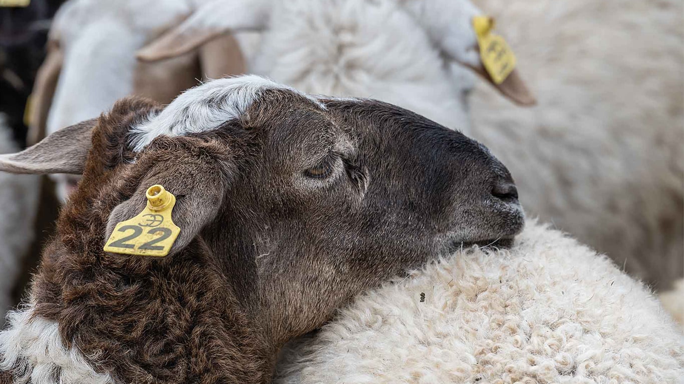 Close-up of a sheep resting its head on another sheep in a herd.