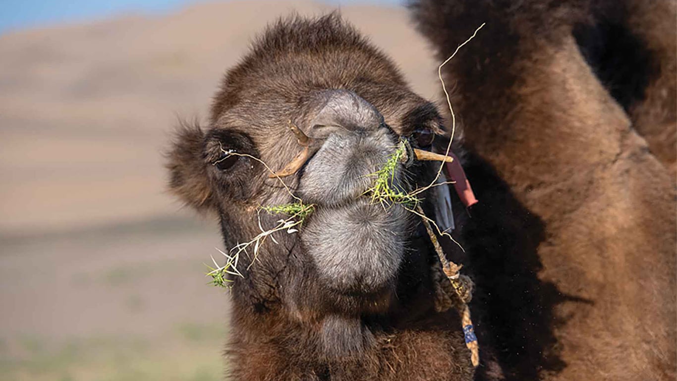 Close-up of a camel chewing grass.