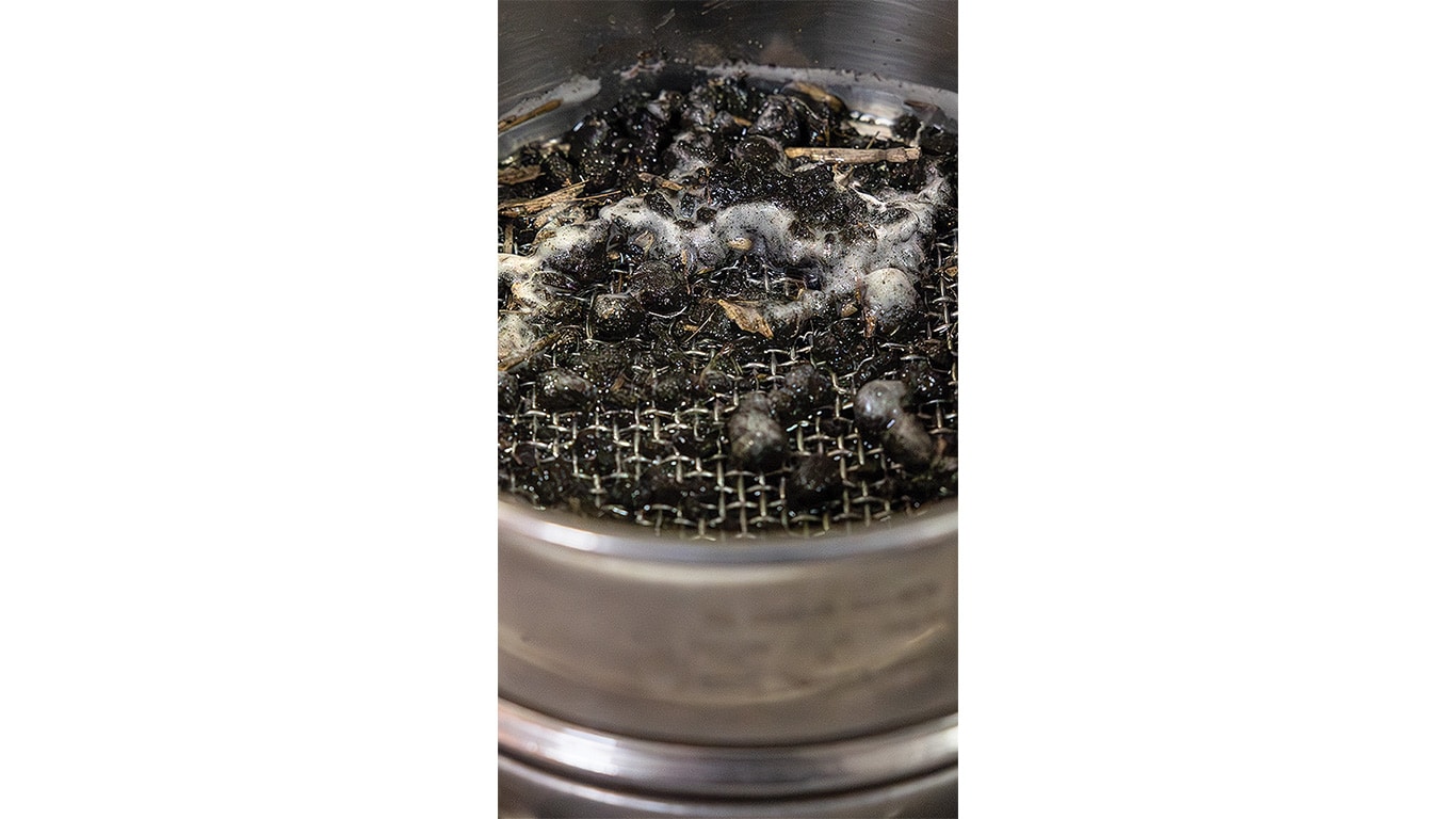Spores de champignons mélangés au sol dans un petit récipient pour le test