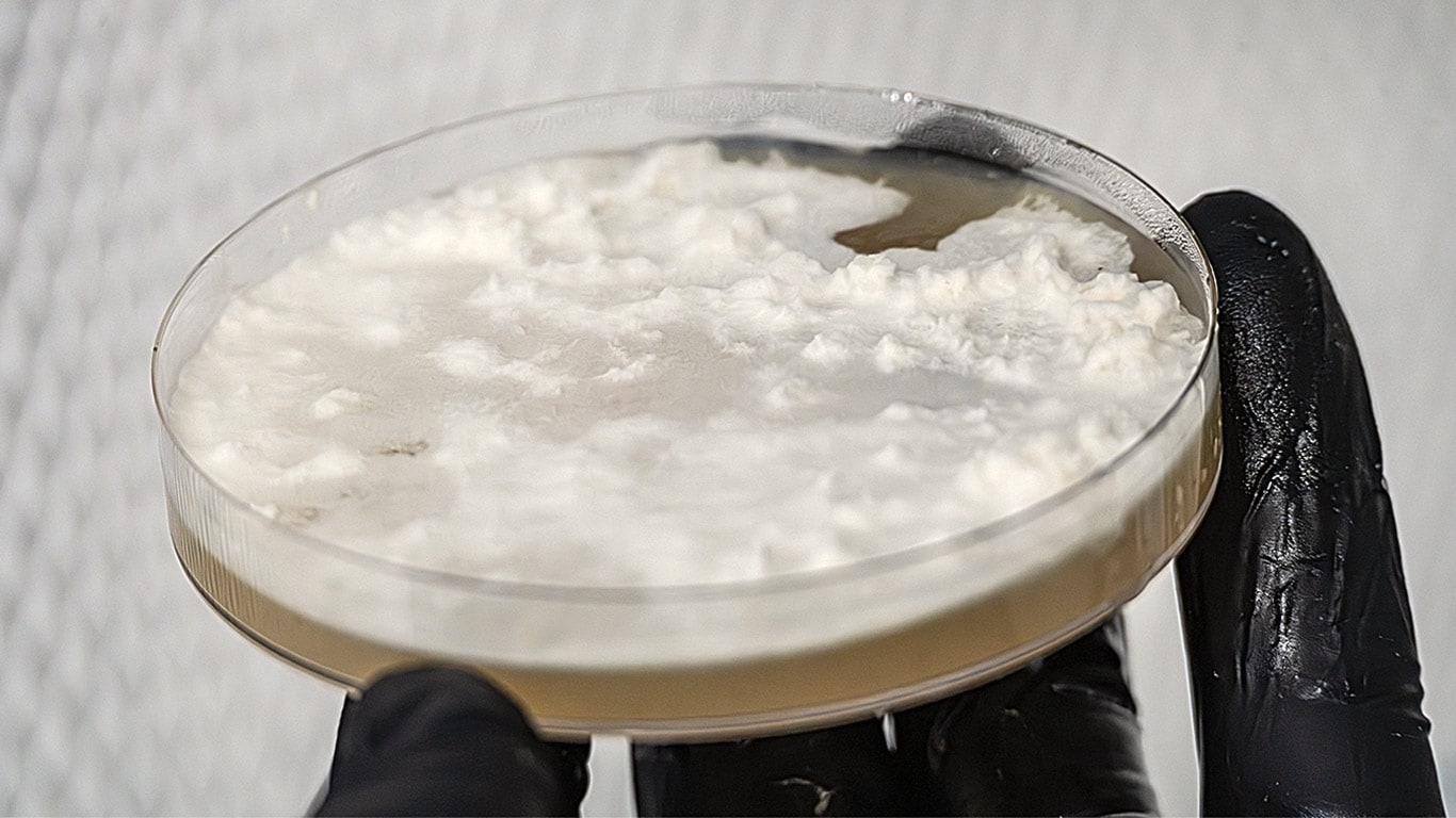Petri dish with white fungal growth held in a gloved hand.