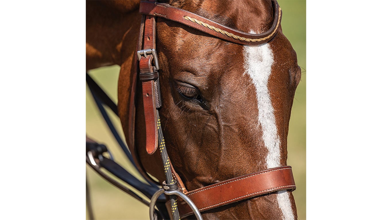 Close-up of a brown horse's head with a white stripe, wearing a bridle.