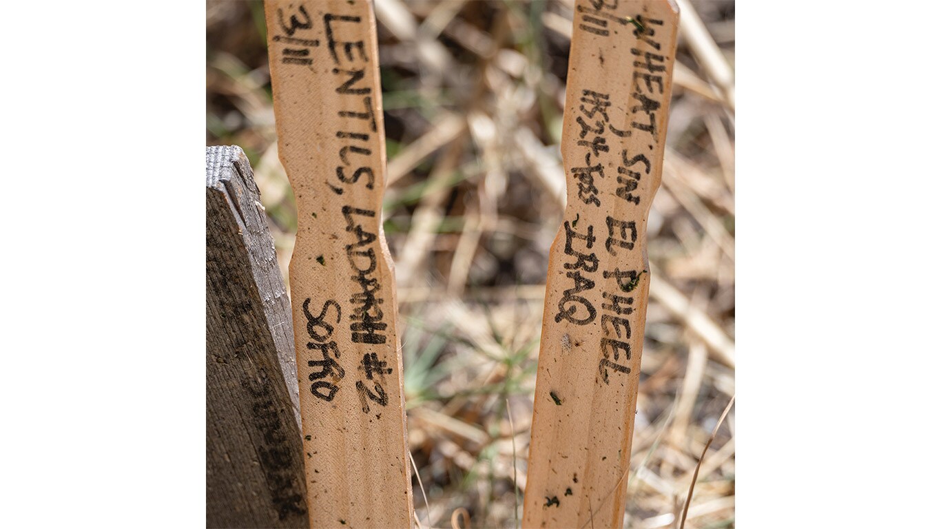 Wooden plant labels with handwritten names in a field.