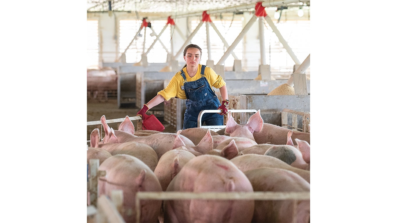 Young farm worker tending a group of pigs in a barn.