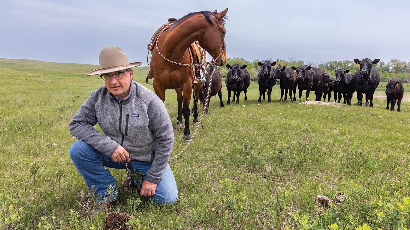 &Eacute;leveur &agrave; genou dans un champ d'herbe &agrave; c&ocirc;t&eacute; d'un cheval muni d'une selle devant un troupeau de b&eacute;tail.
