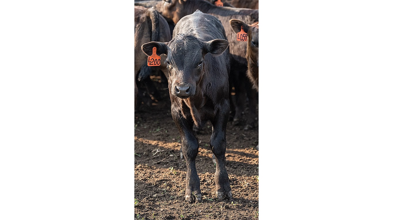 Gros plan d&rsquo;un veau noir avec une &eacute;tiquette orange sur l&rsquo;oreille.