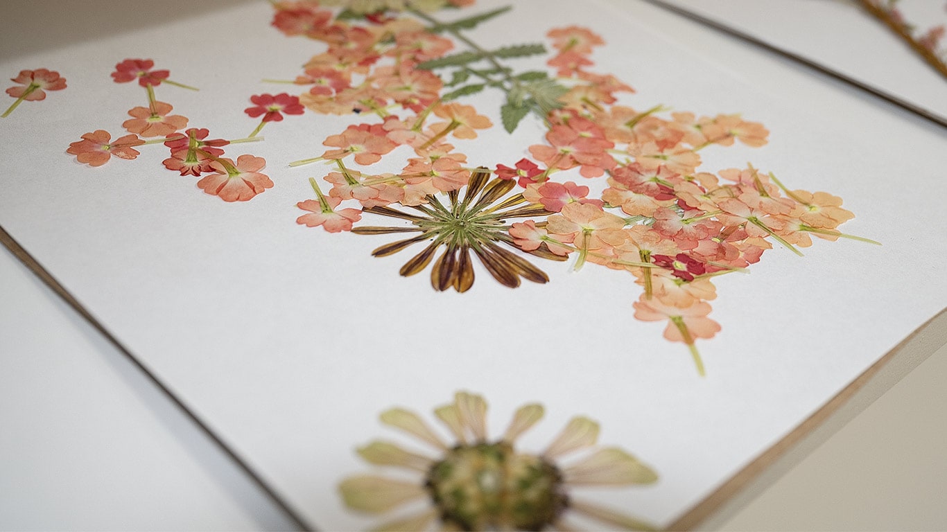Pressed flowers arranged on paper in a framed display.