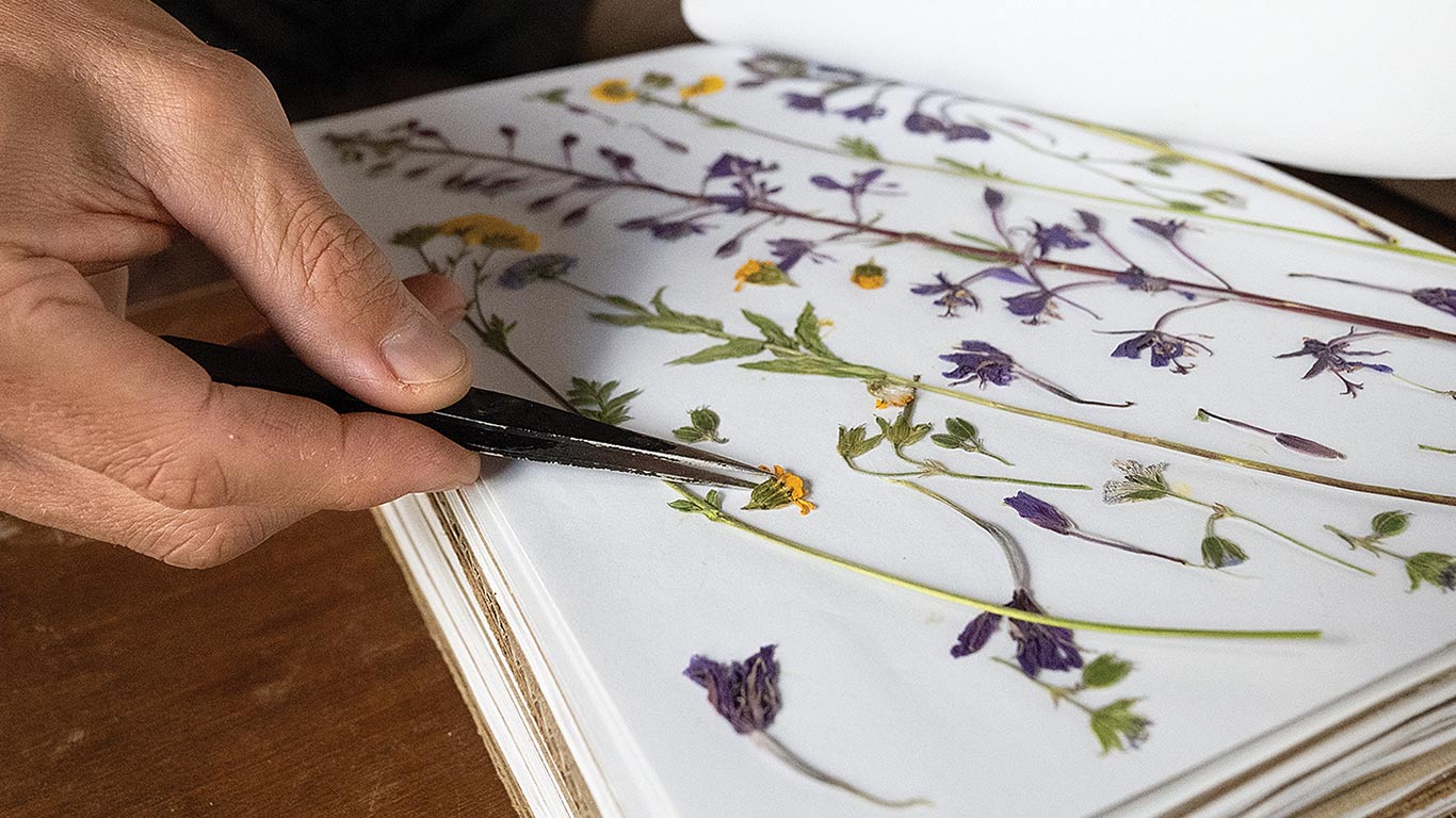 Close-up of a hand using tweezers to place pressed flowers on a page.