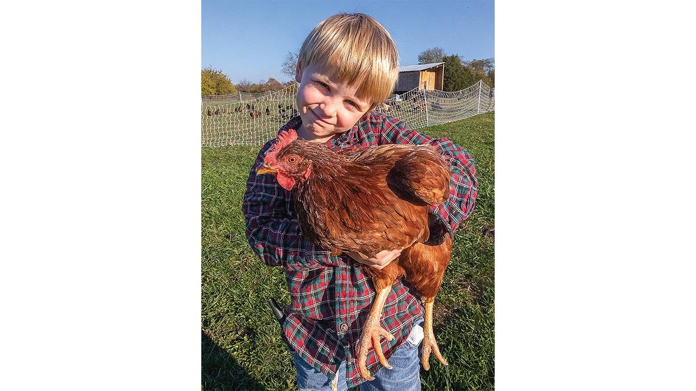 Child holding a brown chicken while standing in a fenced field.