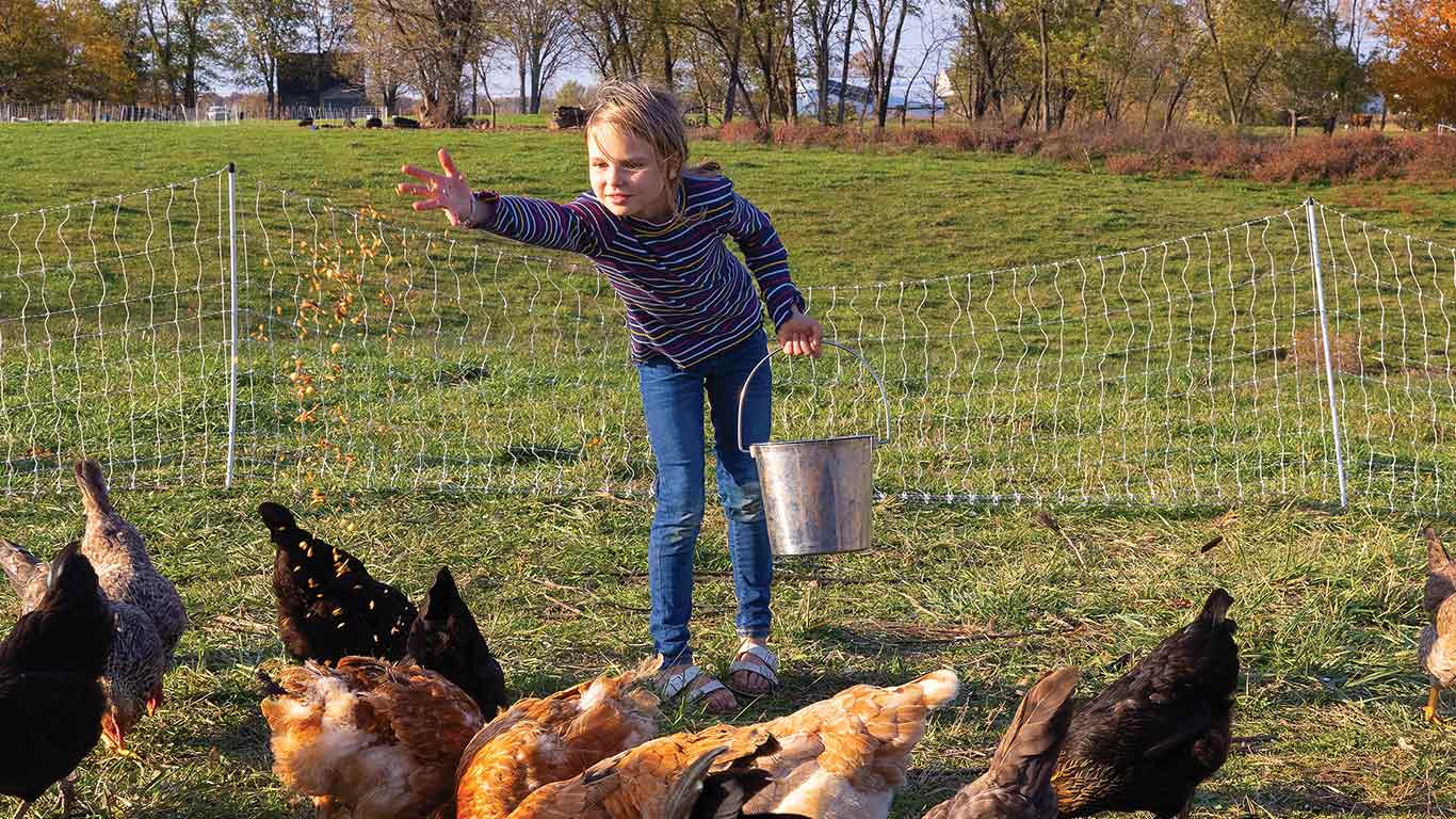 Child spreading feed from a bucket to chickens in a fenced pasture.