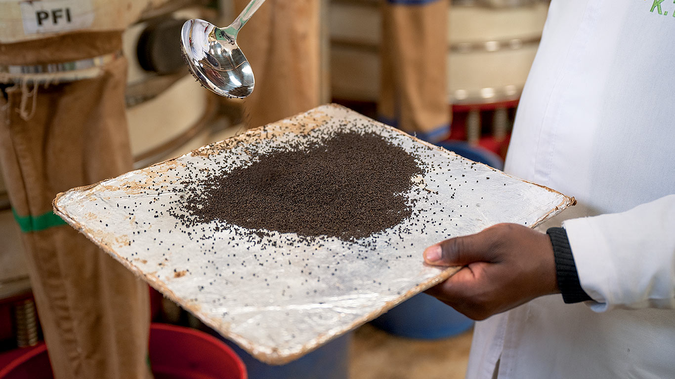 KTDA manager inspecting the ground up tea on a plate.