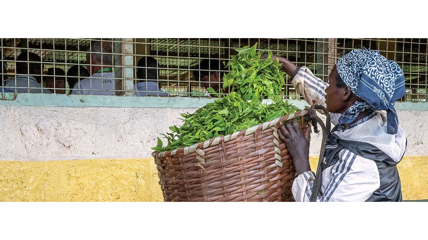 An individual holding tea leaves up to a counter with a basket of leaves in front of them