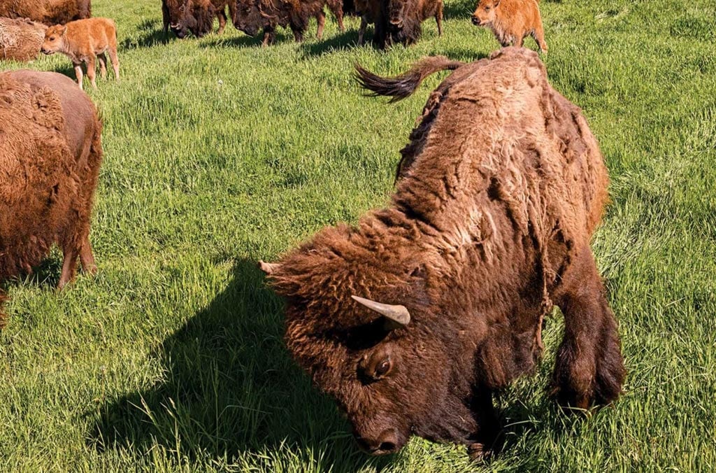 bison in a field