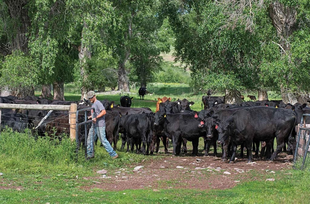 Man moving hay in field with livestock